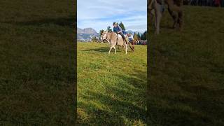 Kuhrennen am Alpkäse Markt Flumserberg 🇨🇭 tradition travel flumserberg brauchtum cow schweiz [upl. by Rabi394]