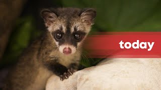 Seen more civets in your neighbourhood recently Here’s what to do [upl. by Yug]