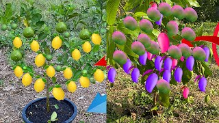 How to propagate mango and lemonHow to propagate mango  best method plant lemon growing fast [upl. by Flan]