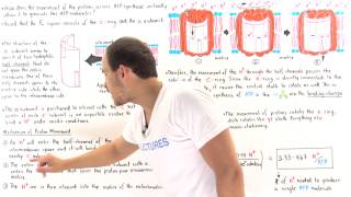 Proton Movement in ATP Synthase [upl. by Rosana11]