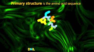 Primary Secondary Tertiary Quaternary Proteins protein classificationofproteins short shorts [upl. by Cathi870]