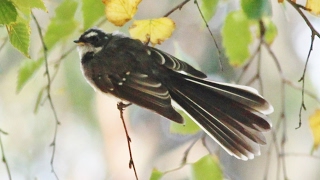 Grey Fantail calls [upl. by Ressan]