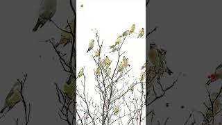 Tufted titmouse sounds [upl. by Nosreffej729]