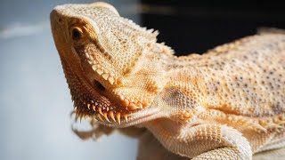 Bearded Dragon Care [upl. by Corie]