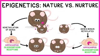 Epigenetics Nature vs Nurture [upl. by Treiber]