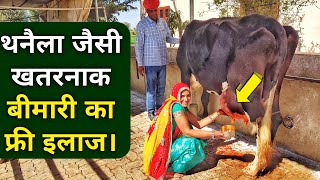 थनैला रोग का 100 घरेलू देसी उपचार  Mastitis Treatment in Cows Buffalo in Hindi [upl. by Gayner920]