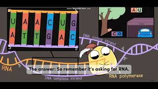 Biology with subtitle through AMOEBA SISTERS  DNA vs RNA [upl. by Reklaw408]