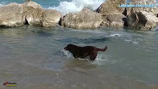 Labrador Chocolate Labrador Cioccolato Cane Animali  TwinsSebastiani [upl. by Amjan227]