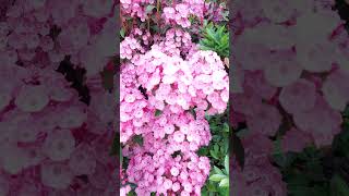 Kalmia latifolia 산월계수 nature garden spring flowers [upl. by Pinette]