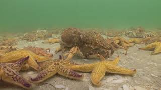 Spider Crabs V North Pacific Starfish [upl. by Anilra]