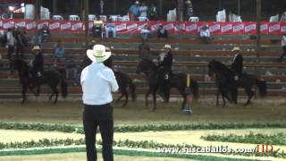 CAMPEONATOS CABALLOS PASO FINO CIUDAD MEDELLIN 2013 ASOCABA [upl. by Hilliary]