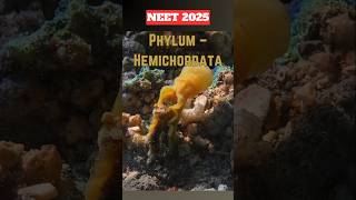 NEET Quick Revision➡️ Phylum HEMICHORDATAneet2025neetprepclass11thncertrevisionshorts [upl. by Twila304]