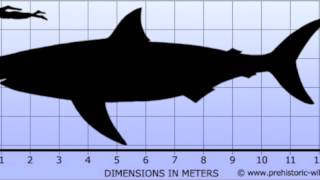 Top ten biggest heaviest marine Predators [upl. by Ivett102]