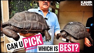 Beginners Guide to getting a New baby Giant Tortoise [upl. by Tik]