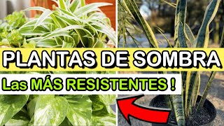 Estas 7 Plantas CRECEN En La SOMBRA 😱 Plantas De Interior RESISTENTES Con Poca LUZ [upl. by Cordelie757]