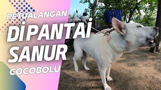 Petualangan Di Pantai Sanur Coco amp Bolu Anjing Bali [upl. by Nylyak]