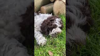 LAGOTTO ROMAGNOLO ♥️ Therapie  Assistenz  Familien  Allergiker Hunde ❤️ wwwsvenjabergmanncom [upl. by Noek279]