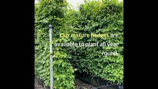 Hornbeam Instant Hedge [upl. by Eolc932]