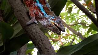 Wild Life DOCUMENTARY Chamaeleonidae [upl. by Constantine811]