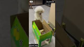 Puppy are very excited for his New friend 😃😻 cute cuteanimal minidoge dog cutepup cutepuppy [upl. by Pardew]