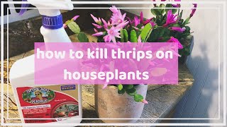 how to kill thrip pests on your houseplants ☠  organic amp nonorganic pest control [upl. by Noellyn667]