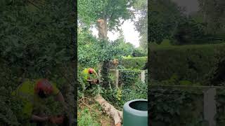 Felling A Silver Birch Stem Wirral Tree Services Thomas Murphy 🪵🪓 [upl. by Vizza]