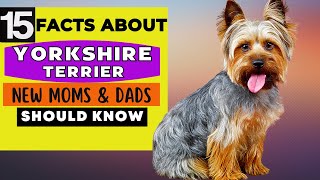 15 Important Facts About Yorkshire Terrier Dog All New amp Prospective Owners Should Know [upl. by Naenej664]