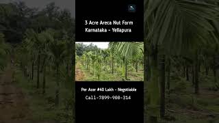 3 Acre Areca Nut Farm For Sale Uttara Karnataka Yellapura 7899900314 agrifarm arecafarm farmland [upl. by Cointon360]