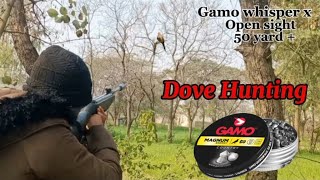 Long range Dove Hunting with open sights  Gamo whisper x airgun dovehunting [upl. by Bonne]