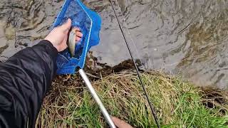 Trout opener fishing local creek for brown trout in zone 16 2024 [upl. by Mcmath]