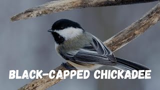 Discover the Charming Blackcapped Chickadee birds viral facts [upl. by Hailahk]