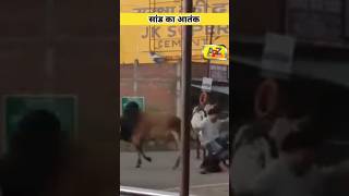 bull terror shorts youtubeshorts bull trending shots short viral shortsviral terrors shots [upl. by Aniram]