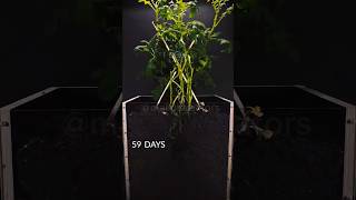 Potato grow in 92 days 😱 shorts shortfeed amazing [upl. by Gaudette]