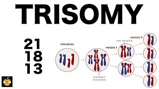 Trisomy 21 18 and 13 amp Nondisjunction Genetics [upl. by Adiazteb419]