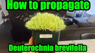 How to propagate the rare Argentine ball plant Deuterocohnia brevifolia plants succulent rare [upl. by Atat]