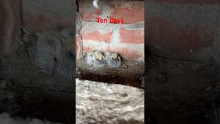 Baby Pigeons Growing 10 Days  Pigeons Chicks 10 Days  SartajPigeons [upl. by Radek]