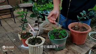 茶梅其实是结果的，去年摘了些茶梅花的果子，今天播种下去了 [upl. by Nico877]