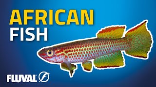 Three African Wonders  Aphyosemion Killifish [upl. by Ydnis]