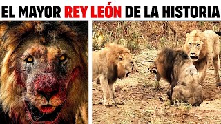 León  EL LEÓN MÁS FABULOSO QUE EL MUNDO HA VISTO JAMÁS [upl. by Arni]