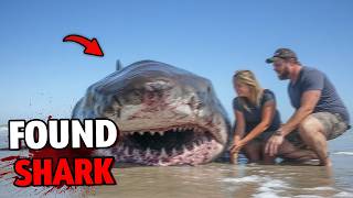 Honeymooners Spot a Great White Shark Washed Up on the Beach Then This Happens [upl. by Nadeau]