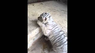 Female tiger cub climbs for the first time [upl. by Portwine]