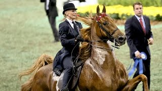 CH Bravo Blue  2015 UPHA American Saddlebred Open FiveGaited Horse of the Year [upl. by Franklyn]