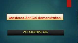 Maxforce Ant Gel demonstration [upl. by Ihcehcu117]