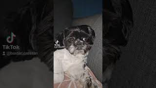 Baxtercrossan shihtzu baxter cute pets doglover love cutedog adorable [upl. by Renick]