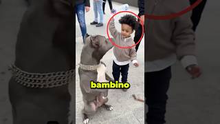 Bambino COLPISCE un CANE MA POI…😱 virale [upl. by Ocirema]