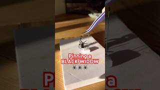 Pinning the black widow from a rehydration chamber spiders blackwidow blackwidows howto diy [upl. by Ahlgren433]