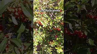 Pyracantha jardin shorts plantasymasplantas [upl. by Abert]