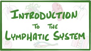 Introduction to the Lymphatic System [upl. by Nommad]