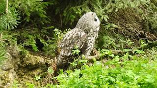 羽ばたくカラフトフクロウ Eurasian Great Grey Owl 2018 0505 [upl. by Ottilie99]