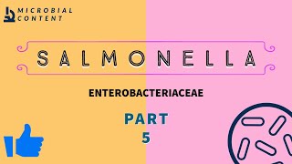 SALMONELLA  PART 5  MICROBIOLOGY [upl. by Eikcin]